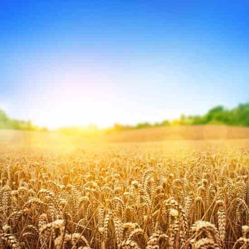 Growing Wheat for Weaving